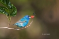 Bunting;Indigo-Bunting;One;Passerina-cyanea;avifauna;bird;birds;color-image;colo